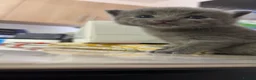 Mixed Breed cats for sale: 5 beautiful grey/black/white kittens in London - Advert 17