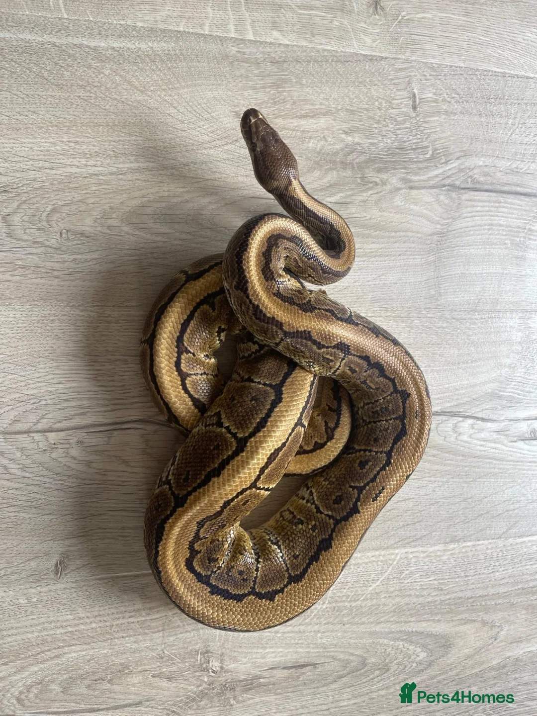 Python Snake reptiles for sale: Royal Python & SetUp in Gloucester - Advert 2
