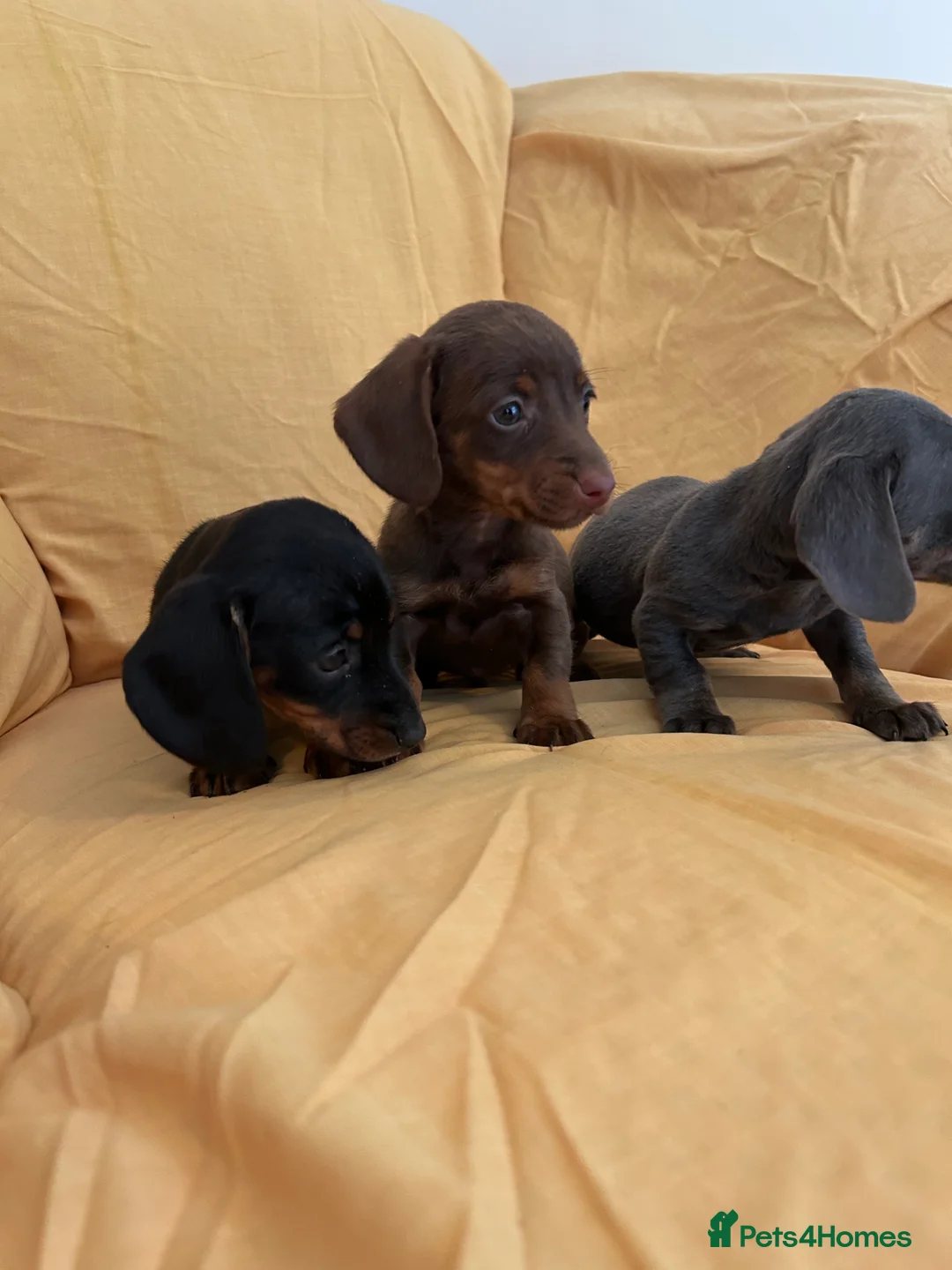 Miniature Dachshund dogs for sale: Miniature dachshund puppies ready now - Advert 9