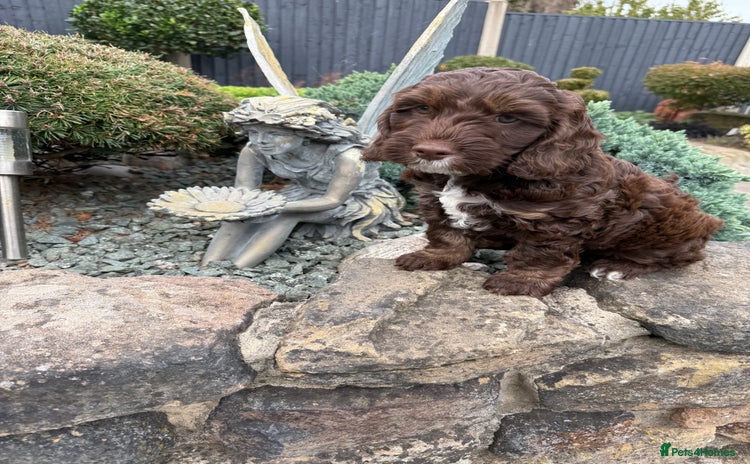 Cockapoo dogs - Advert 2