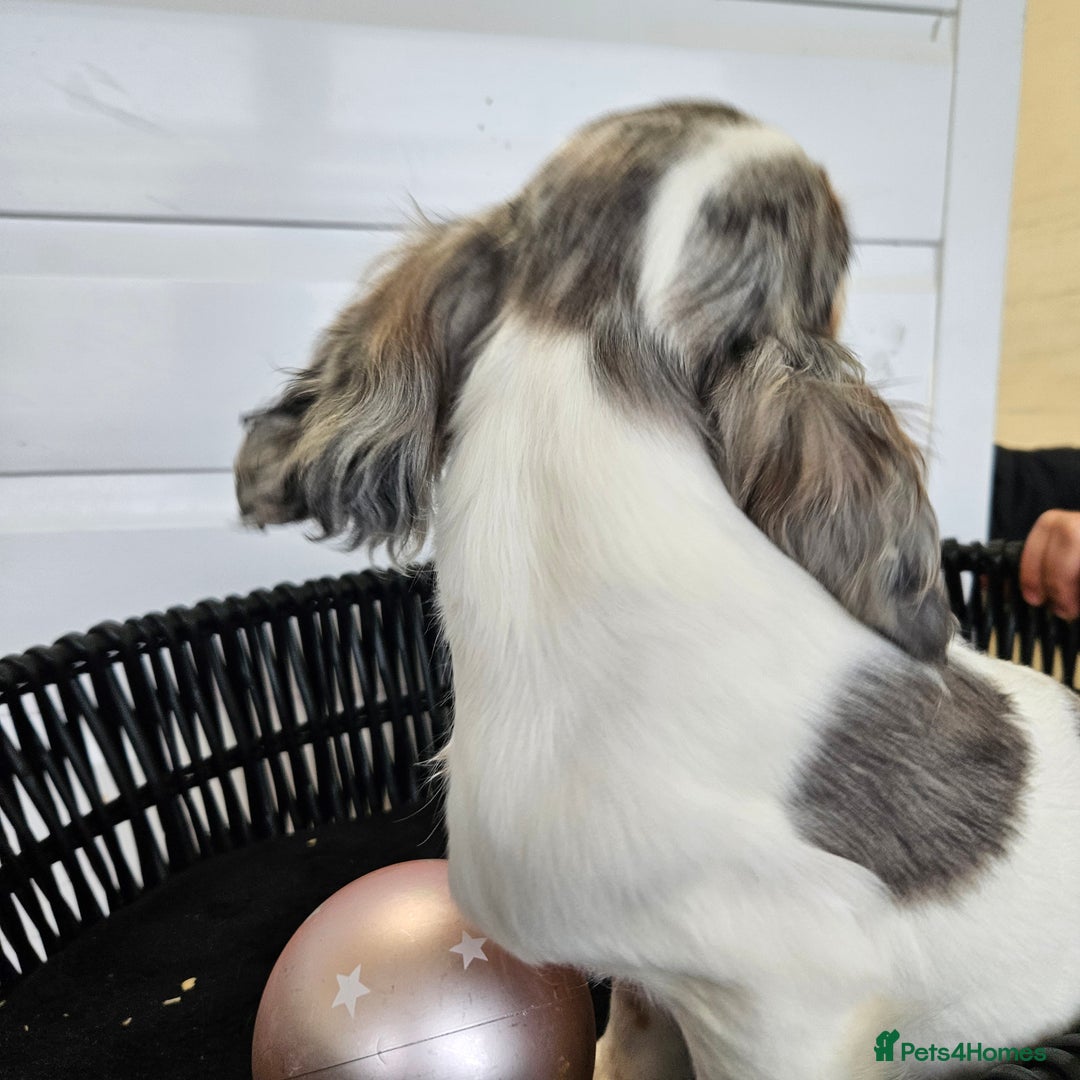 Cocker Spaniel dogs for sale: Working type rare marking cocker spaniels - Advert 32