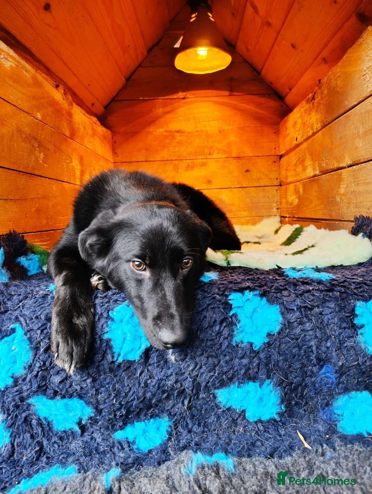 Mixed Breed dogs Daphnee - Advert 14