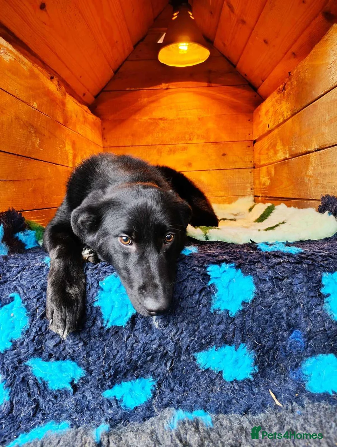 Mixed Breed dogs for adoption: Daphnee - Advert 1