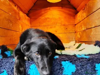 Mixed Breed dogs Daphnee - Advert 14