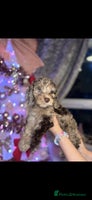 Cockapoo dogs 8 beautiful F1 cockerpoos. ready 2nd dec🏡 - Advert 2