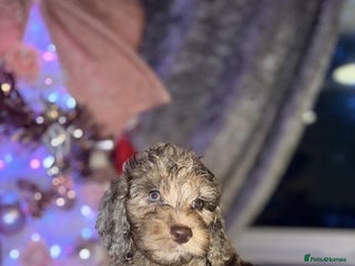 Cockapoo dogs 8 beautiful F1 cockerpoos. ready 2nd dec🏡 - Advert 3