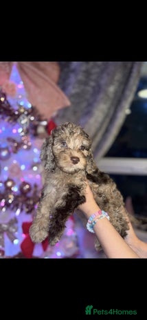 Cockapoo dogs 8 beautiful F1 cockerpoos. ready 2nd dec🏡 - Advert 16