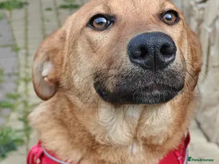 Mixed Breed dogs โค๏ธ๐ถ YARA โ GENTLE, EASY, JUST LOVELY TO LIVE WITH - Advert 18