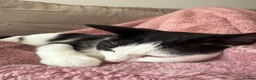 Domestic Shorthair cats for sale: REHOME - Small Domestic Shorthair Female - Advert 3