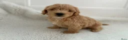 Maltipoo dogs for sale: Adorable Maltipoo Puppies  - Advert 8