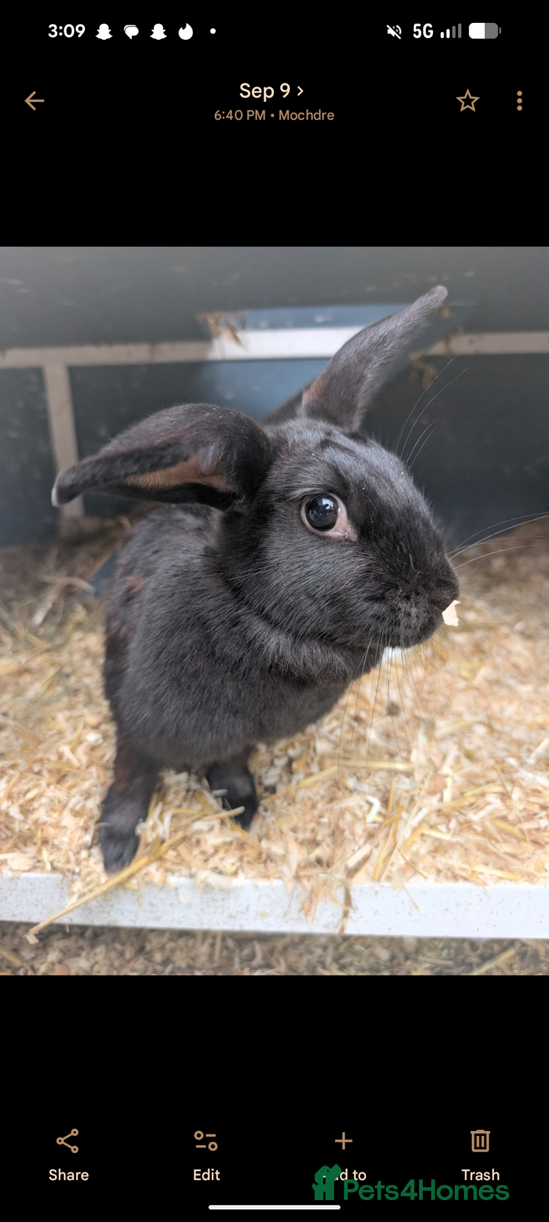 Mixed Breed rabbits for sale: Lovely rabbit  - Advert 1