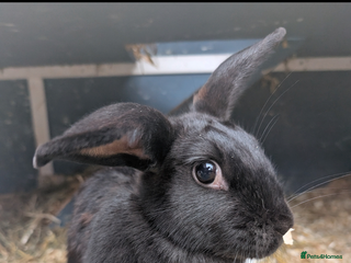 Mixed Breed rabbits Lovely rabbit - Advert 2
