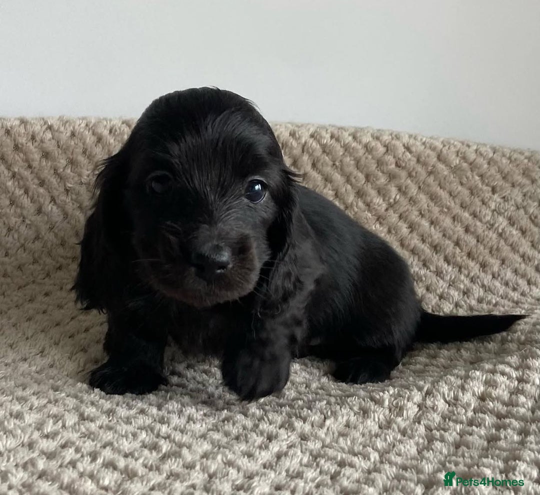 Miniature Dachshund dogs for sale: Miniature Purebred Dachshund Puppies - Image 12