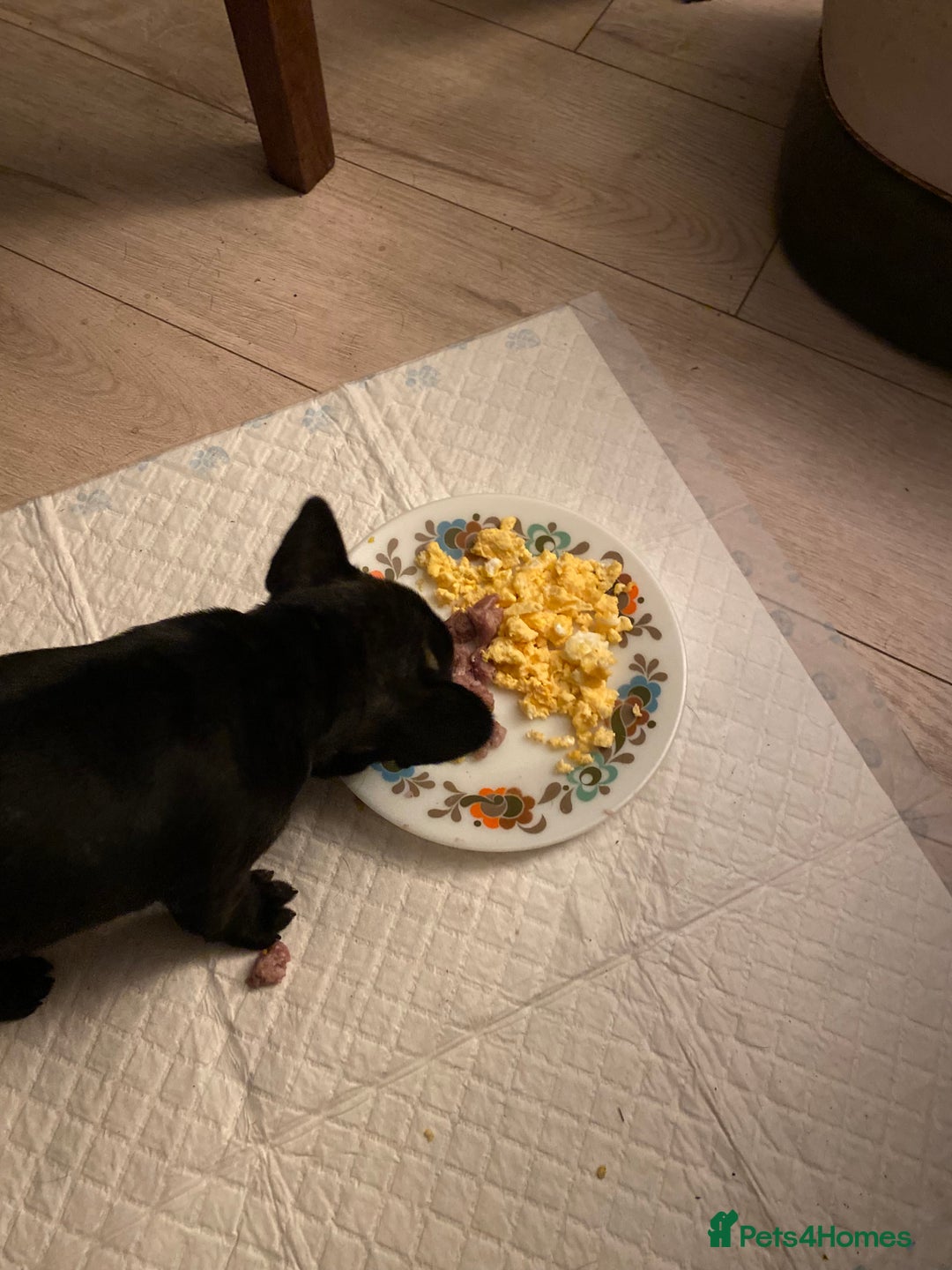 French Bulldog dogs for sale: Adorable male french bulldog pup ready now!!  - Advert 13