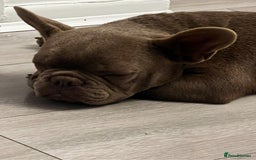 French Bulldog dogs for sale: French Bulldog  - Image 2