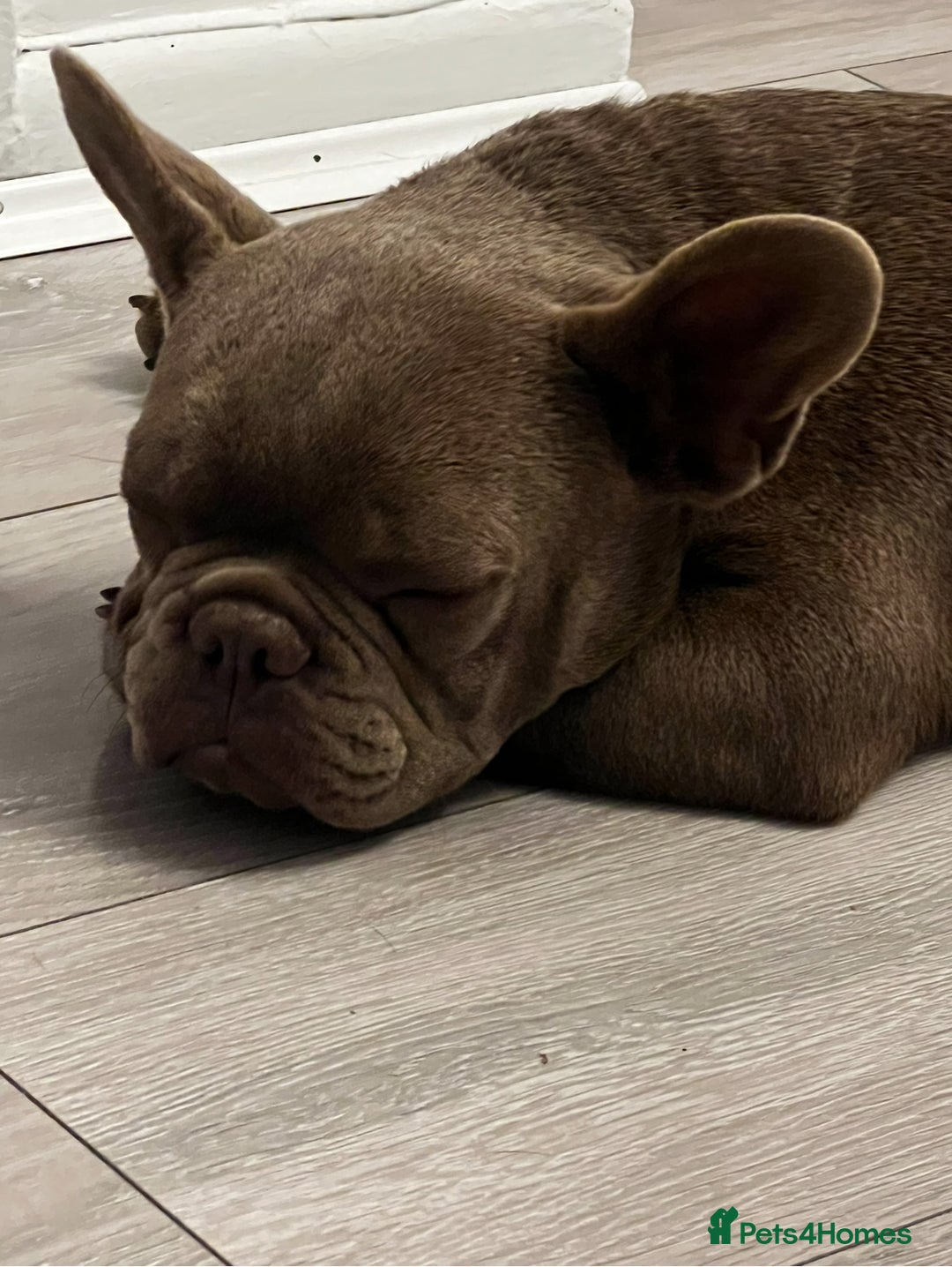 French Bulldog dogs for sale: French Bulldog  - Image 2