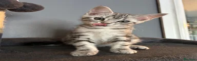 Smoke tabby 