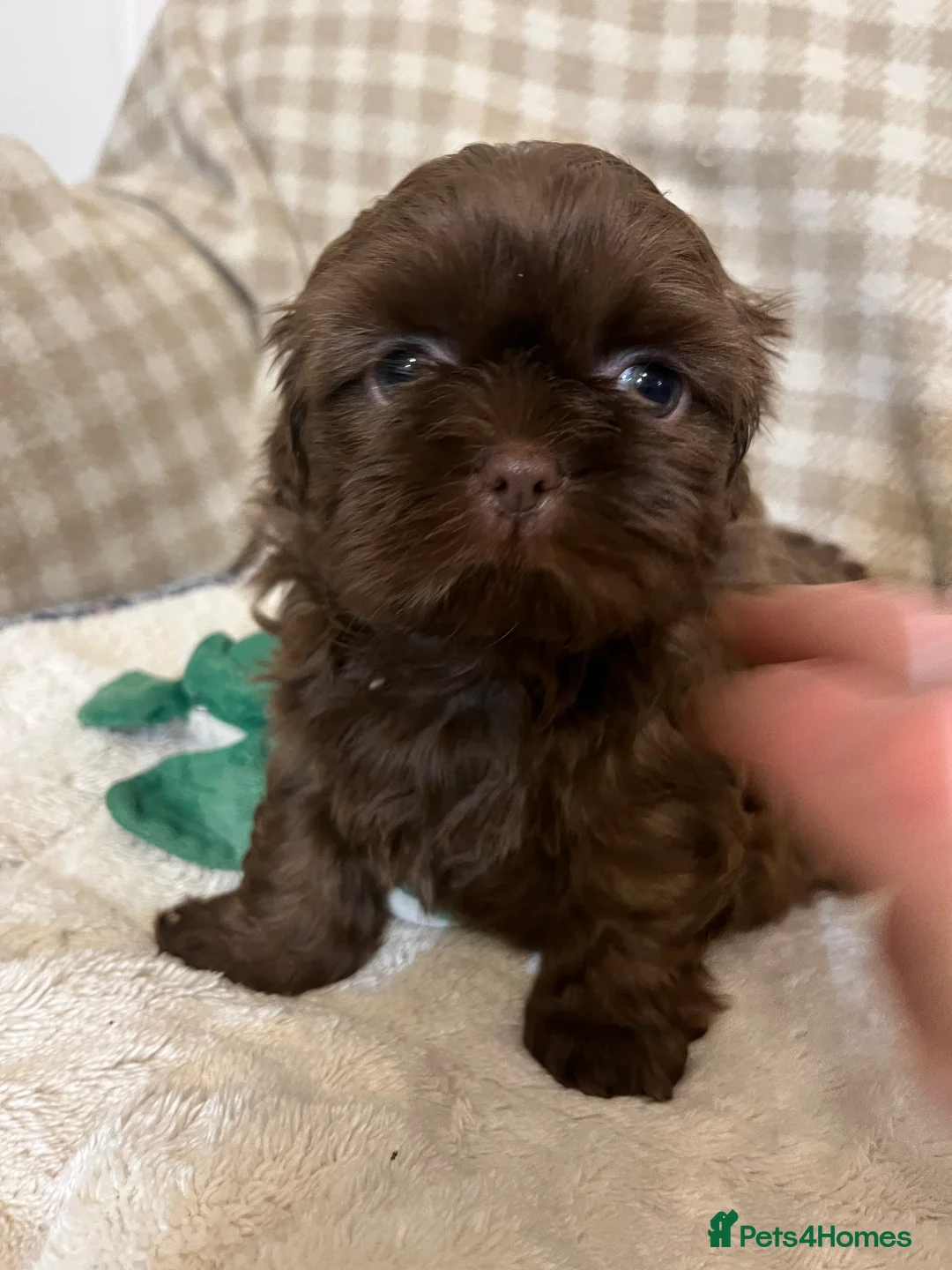 Shih Tzu dogs for sale: Adorable lavender & chocolate Shih Tzu puppies  - Advert 24