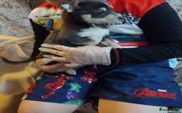 Chihuahua dogs for sale: 3 beautiful chihuahua puppies - Image 3