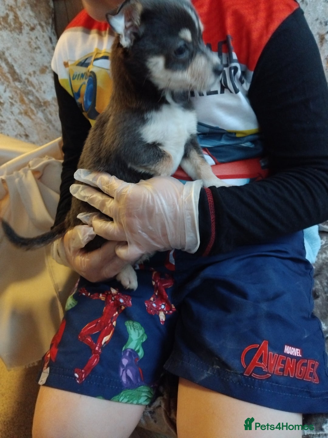 Chihuahua dogs for sale: 3 beautiful chihuahua puppies - Image 3