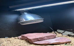 Leopard Gecko reptiles for sale: Leopard Gecko under 6 months old  - Advert 2