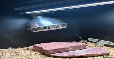 Leopard Gecko reptiles Leopard Gecko under 6 months old  - Advert 5