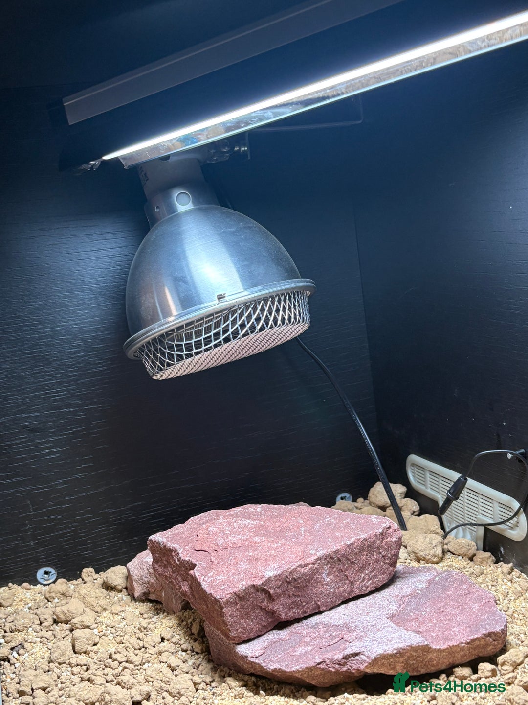 Leopard Gecko reptiles for sale: Leopard Gecko under 6 months old  - Advert 2