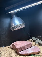 Leopard Gecko reptiles Leopard Gecko under 6 months old - Advert 2