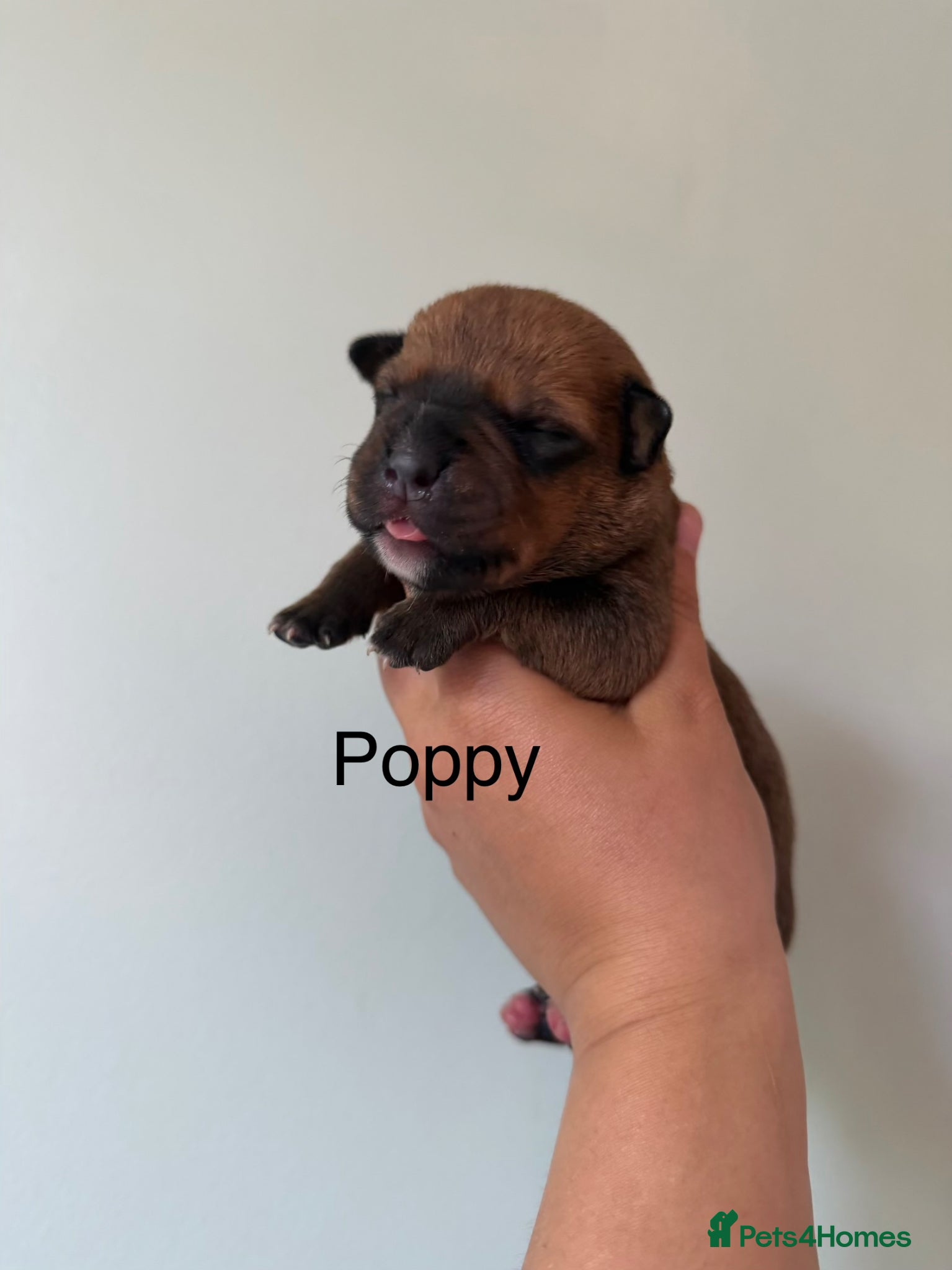 Rottweiler dogs Rottie Cross Pups - Advert 3