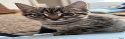 Mixed Breed cats for sale: Bengol, maine coon, Ragdoll mix kittens - Advert 4
