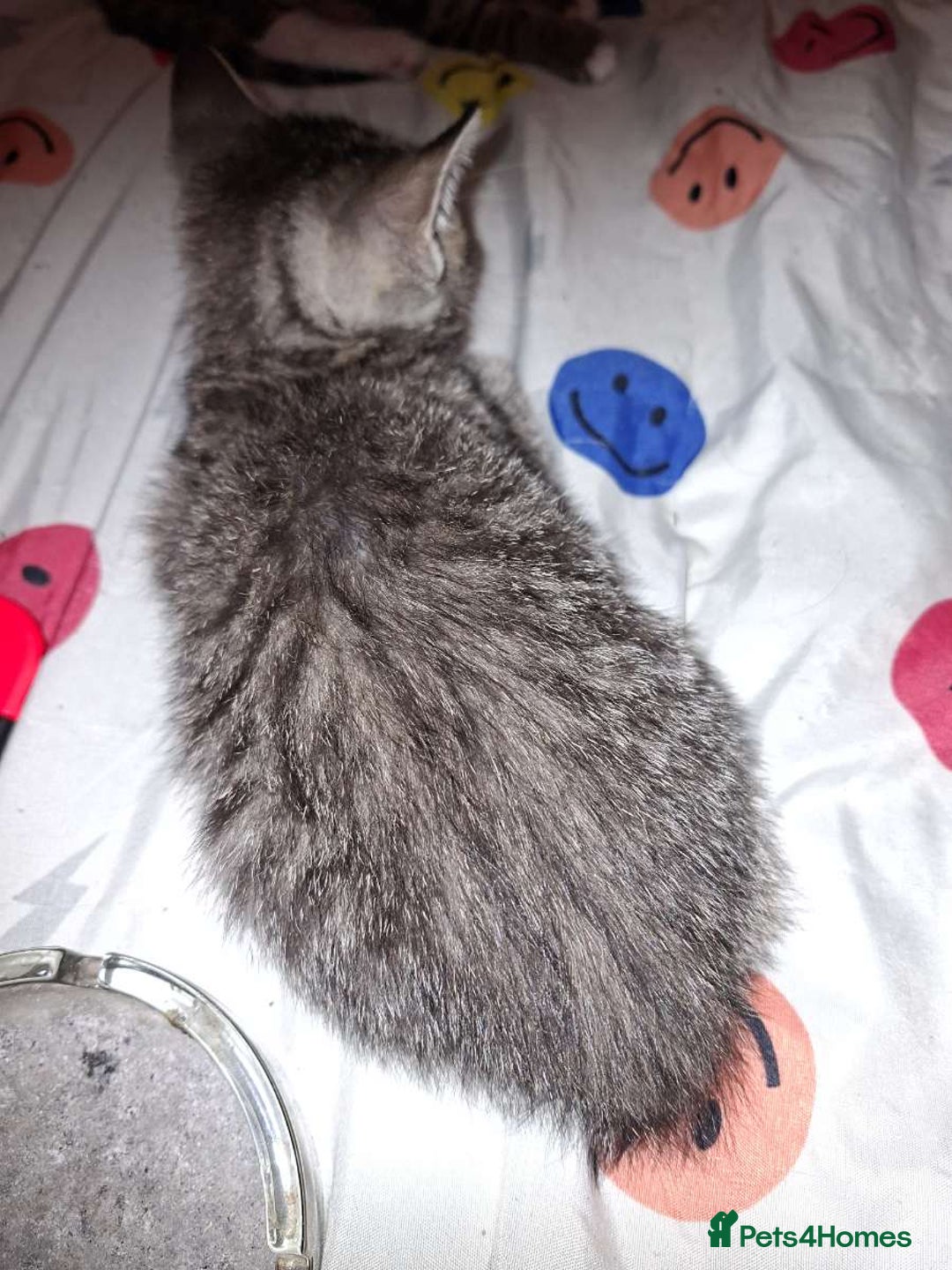 Domestic Shorthair cats for sale: Female kitten for sale  - Advert 2