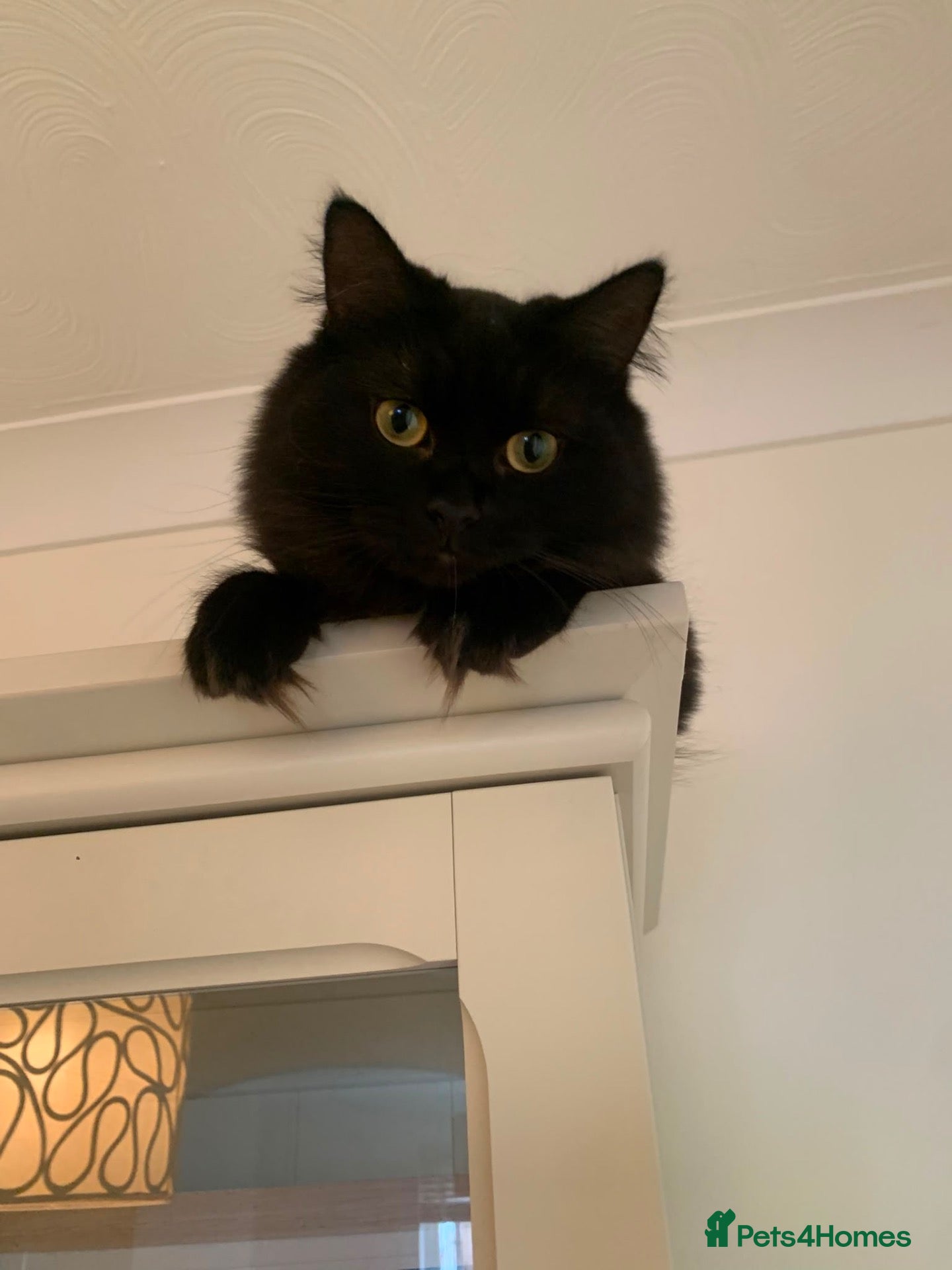 Ragdoll cats Salem  - Advert 1