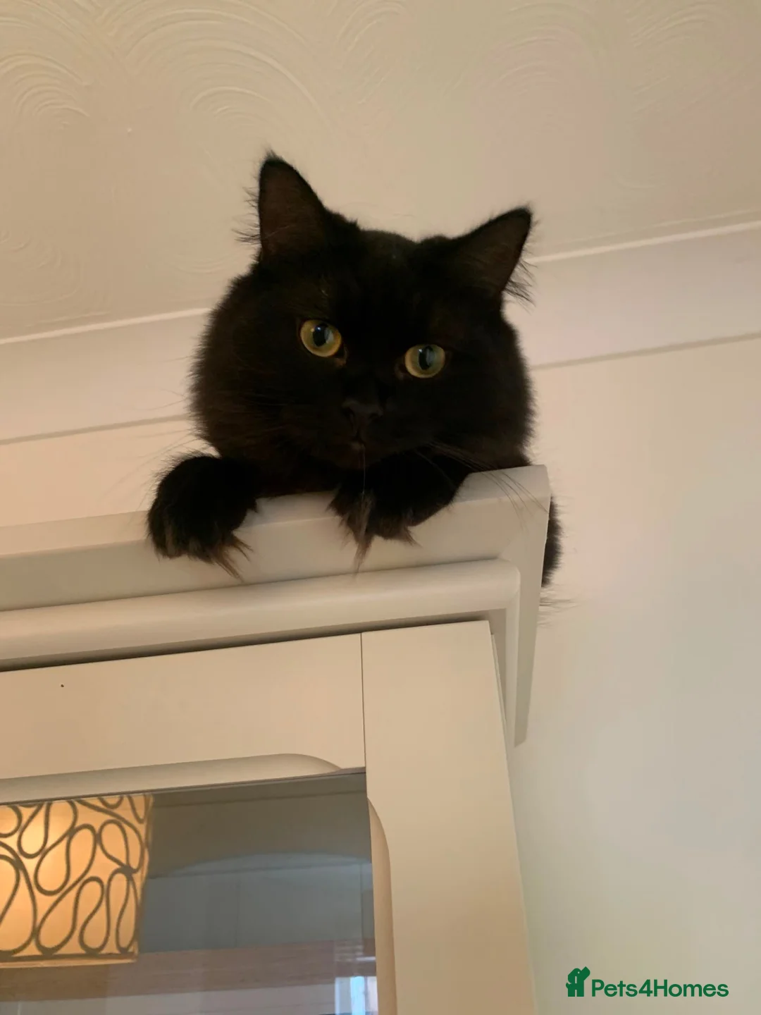 Ragdoll cats for sale: Salem  - Advert 1
