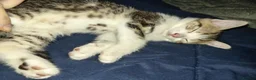 Mixed Breed cats for sale: Beautiful All White, all black & tabby kittens - Advert 16