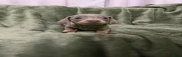 Dachshund dogs for sale: Dachshund - Advert 20