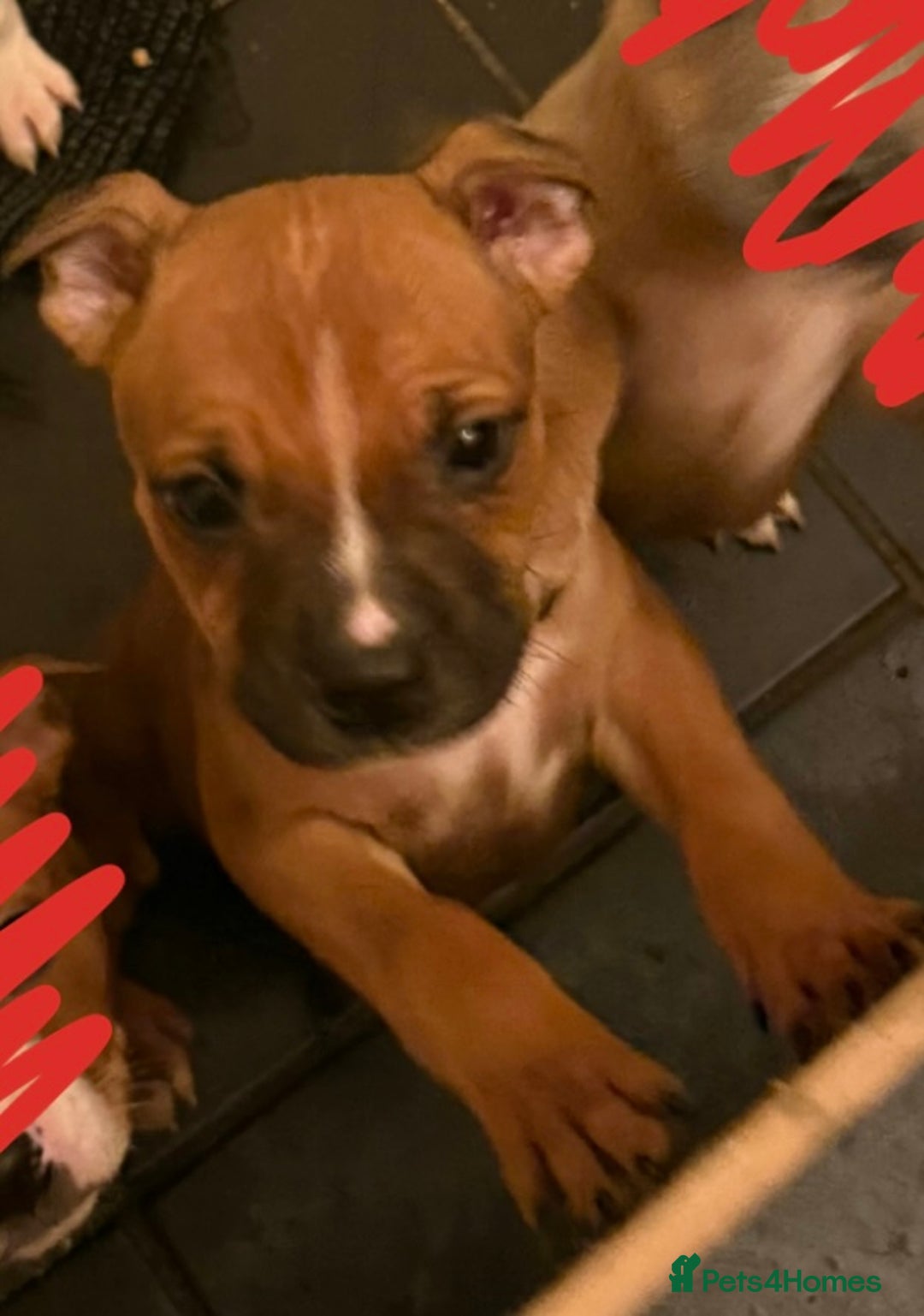 Staffordshire Bull Terrier dogs for sale: Staffordshire pups  - Advert 3