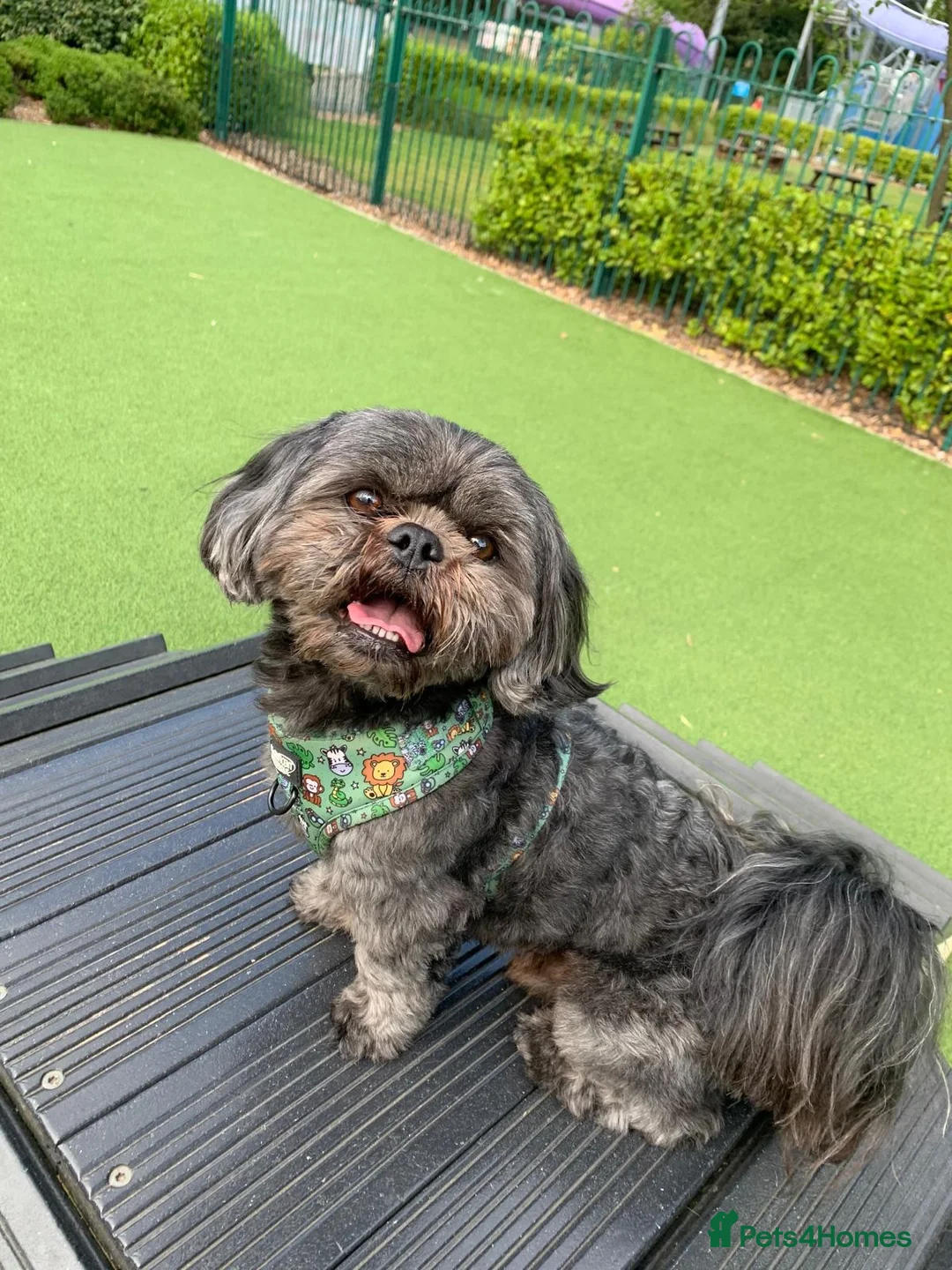 Mixed Breed dogs for stud: AVAILABLE FOR STUD NOT FOR SALE - Advert 2