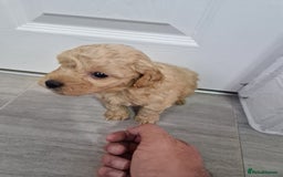 Cockapoo dogs for sale: Beautiful Cockapoo puppies for sale  - Image 9