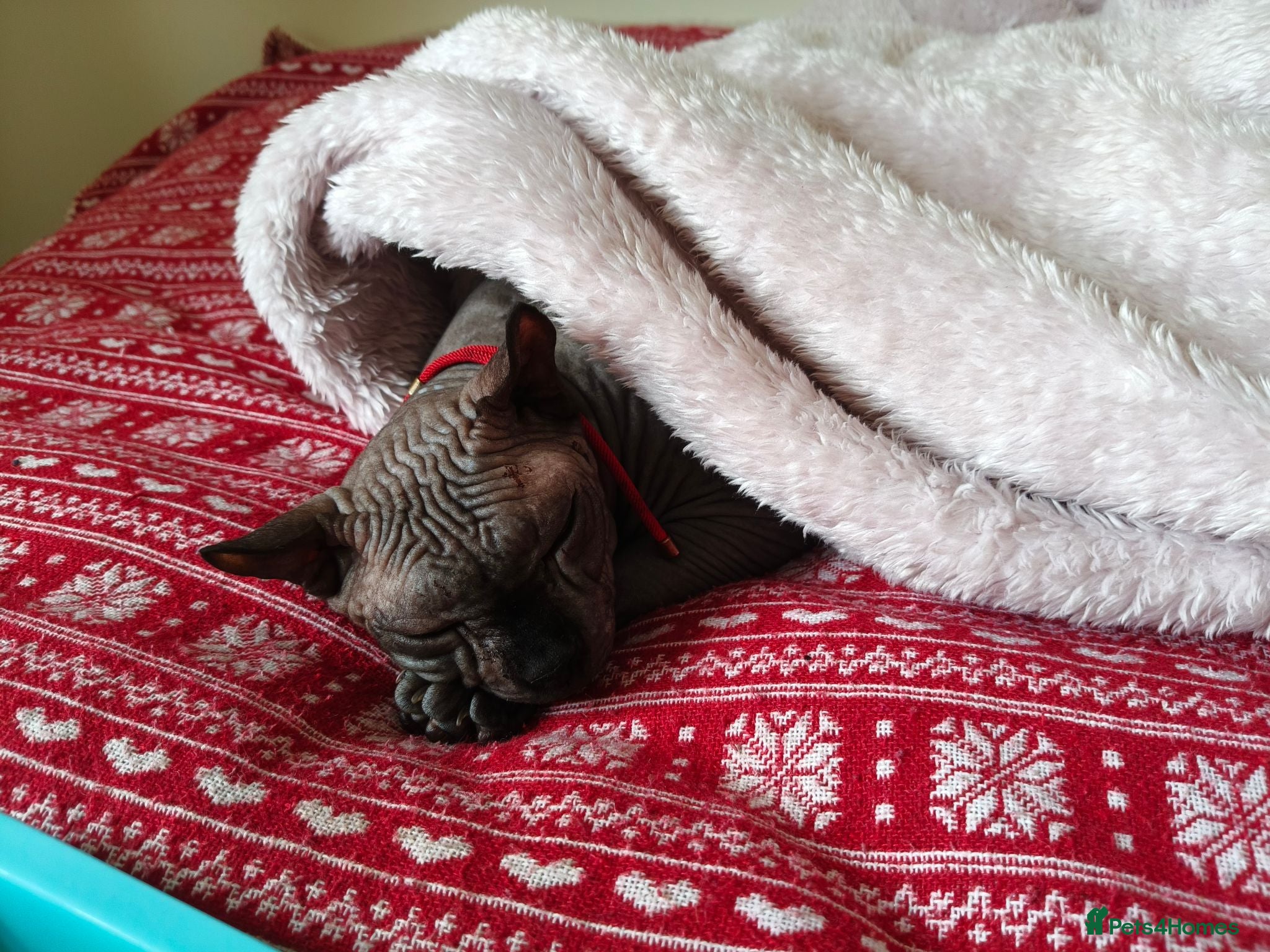 Sphynx cats Sphynx for rehoming - Advert 5