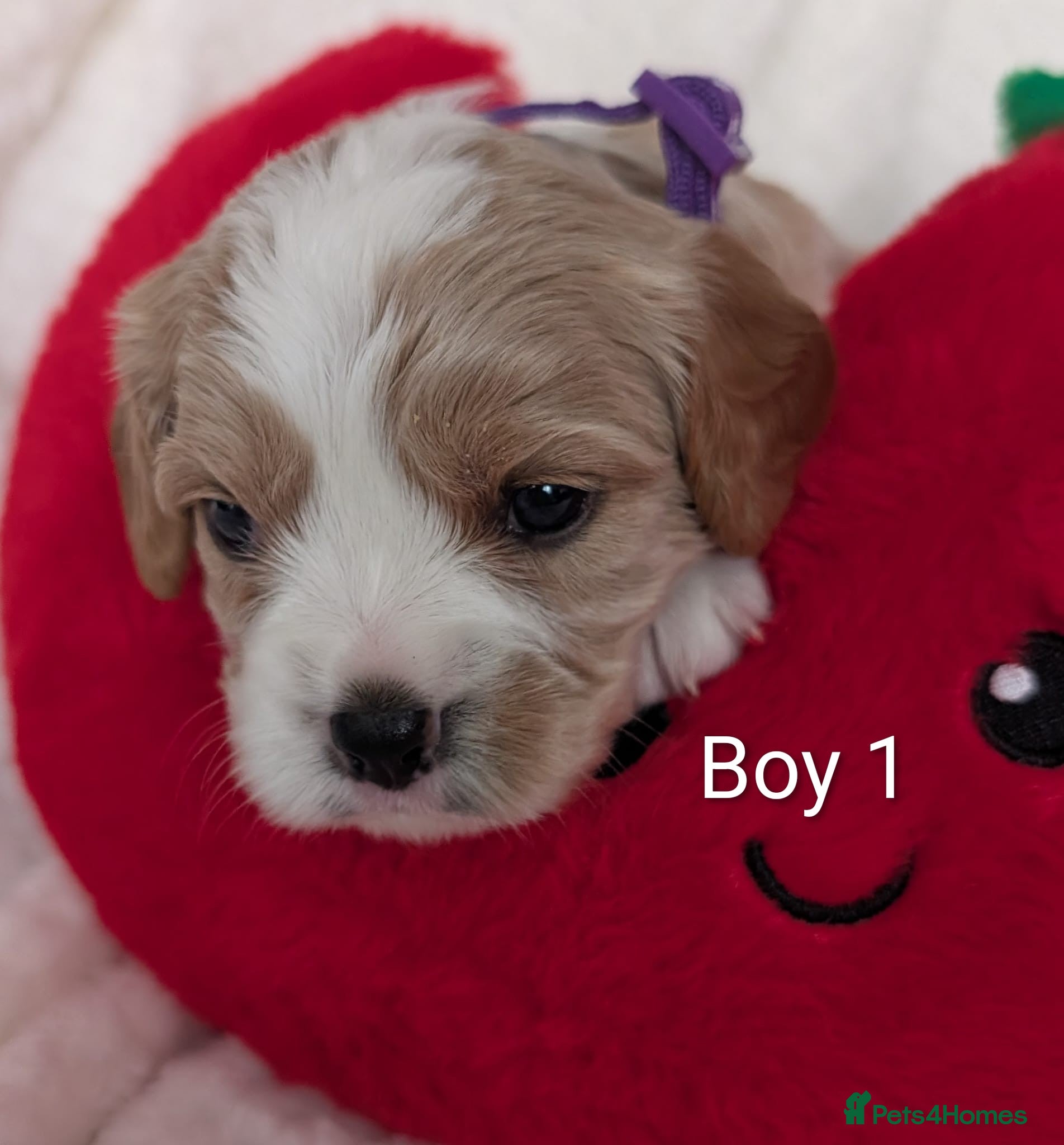 Cavalier King Charles Spaniel dogs for sale: Cavalier King Charles Stunning Puppies! in Aldershot - Advert 19