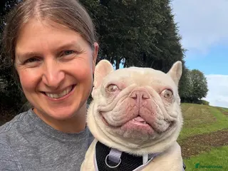 Mixed Breed dogs ❤️🐶 HOPE – A UNIQUE LITTLE FRENCHIE - Advert 2