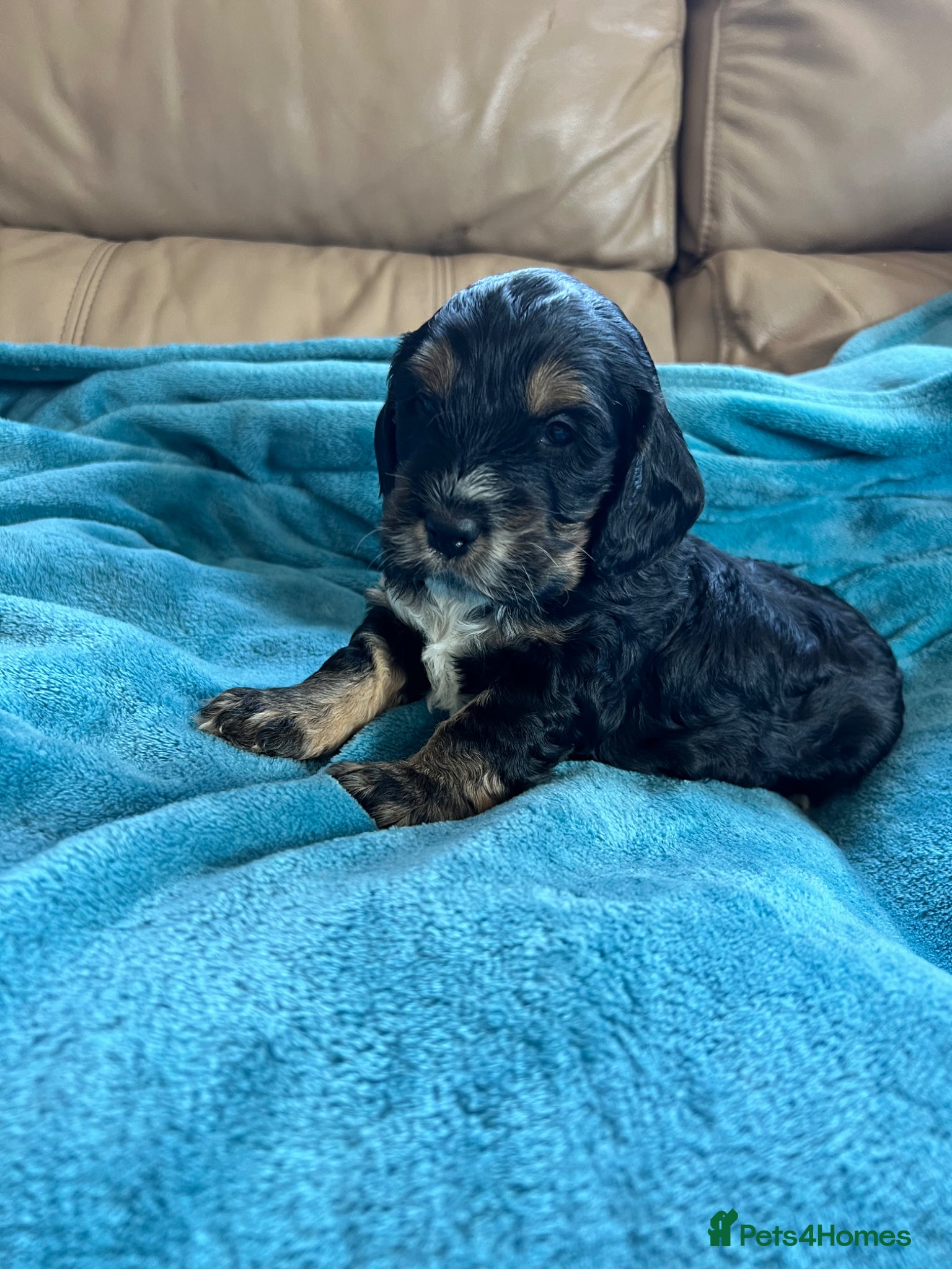 Cockapoo dogs for sale: F1 cockapoos  - Advert 6