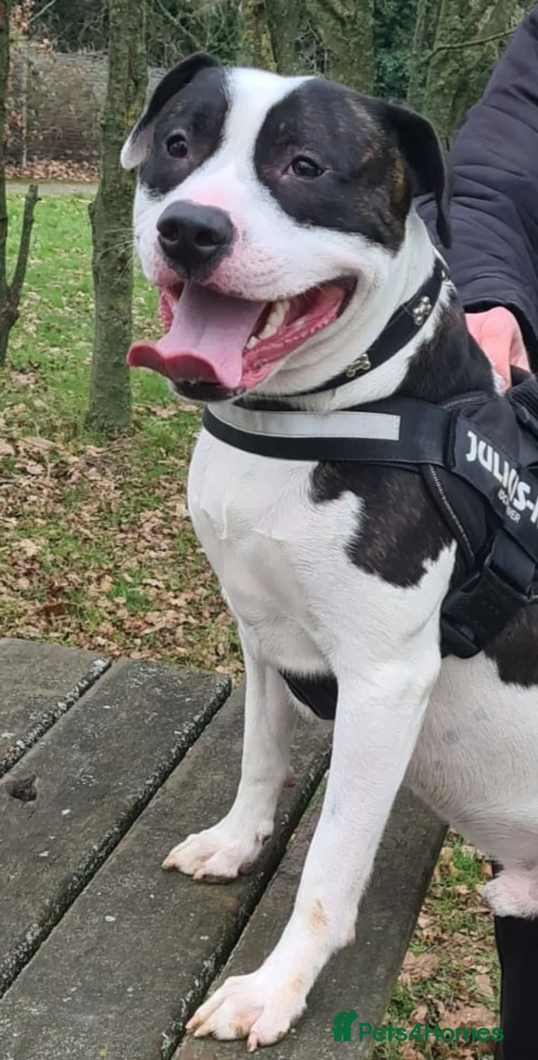 Staffordshire Bull Terrier dogs for stud: Albert the staffy  in Orpington - Advert 6