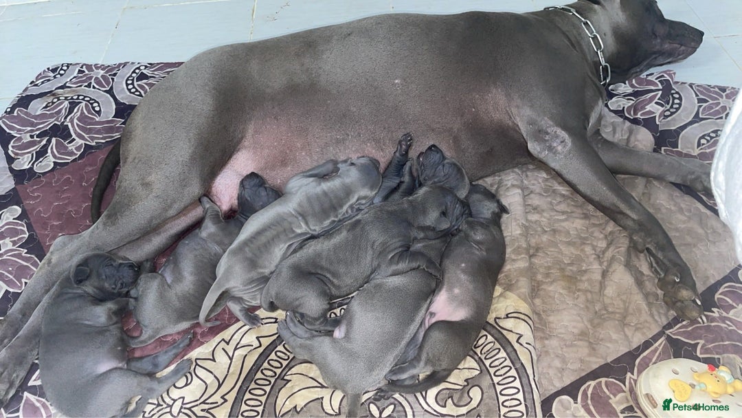 Thai Ridgeback dogs for sale: Stunning Blue Thai Ridgeback Puppies for Sale - Advert 7