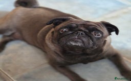 Pug dogs for sale: Chunky pug pups - Image 13