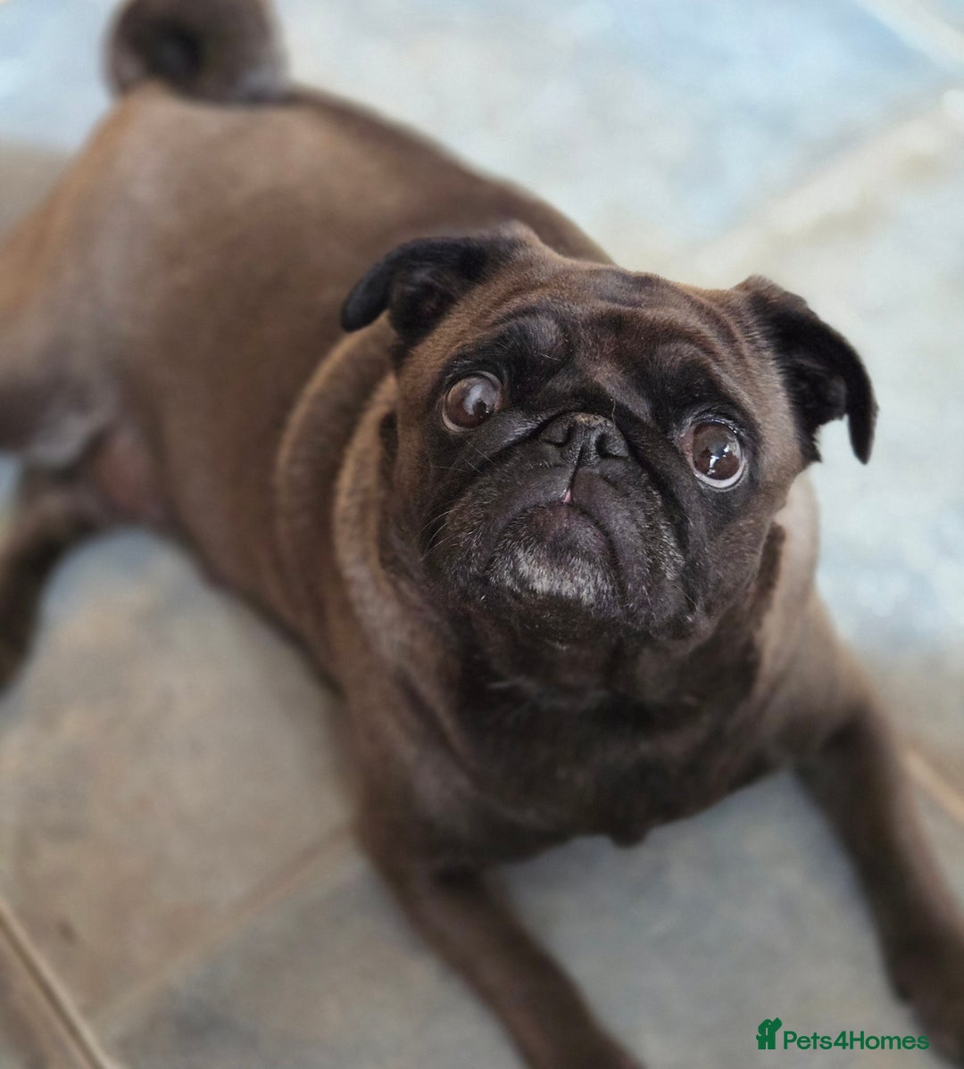 Pug dogs for sale: Chunky pug pups - Image 13