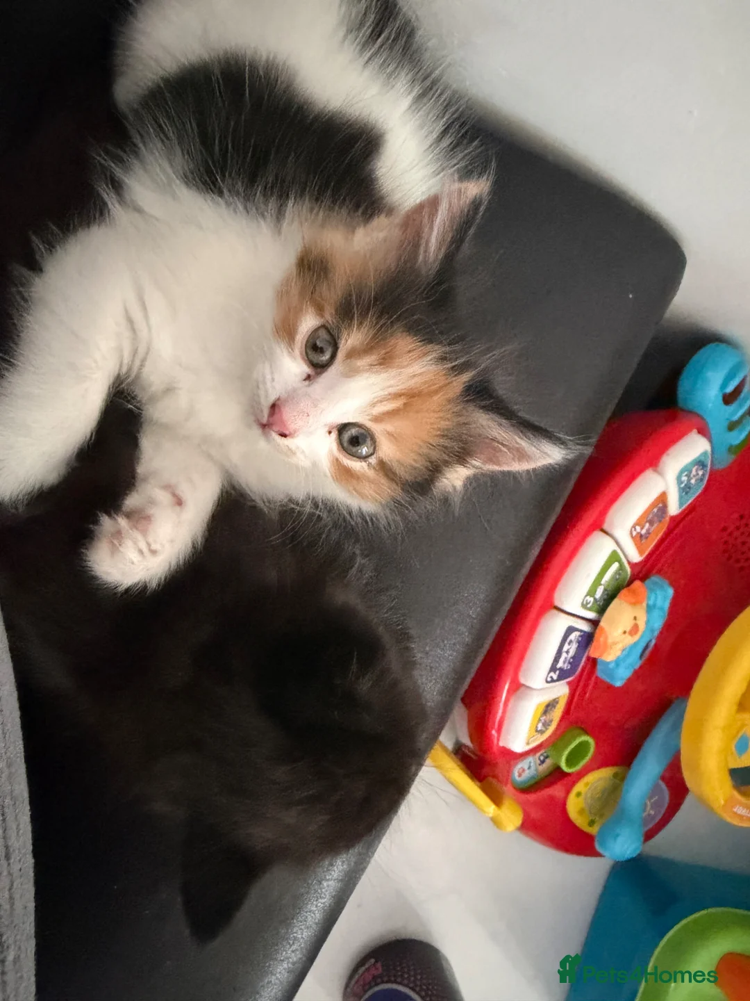 Mixed Breed cats for sale: 4 mixed kittens looking for a new home  in Halstead - Advert 2