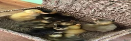 Ducks poultry for sale: Indian runner fertile eggs - Advert 3