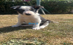 Border Collie dogs for sale: Beautiful border collie puppies for sale  - Image 1