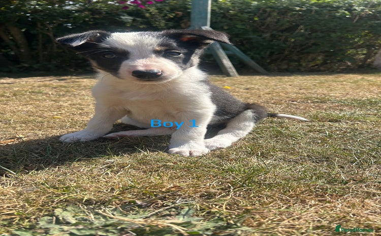 Border Collie dogs - Advert 2